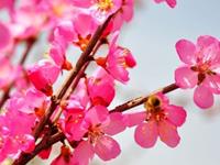 测你16年会迎来几多桃花？