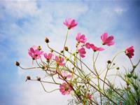 彼特每周星座运势(1.9-1.15)