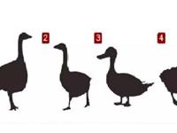 下面哪张图片是鹅呢？测你独特的性格特征