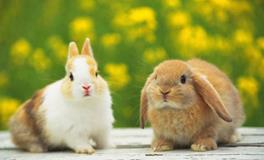 YAO叔:今日运势2018年6月20日