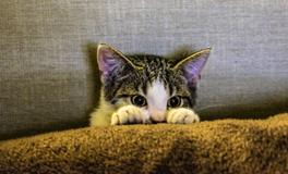 梦见抱着猫