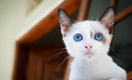 梦见救猫