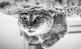 梦见猫受伤