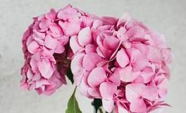 唐绮阳/唐立淇今日运势2019年4月4日