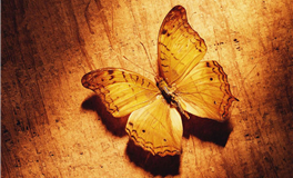 生肖虎2026丙午年整体运程